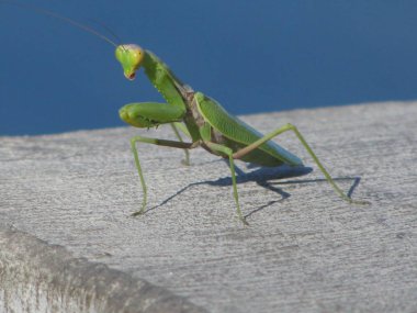 Güç ve grace Mantis