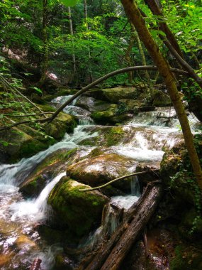 Ormandaki dağ şelalesi