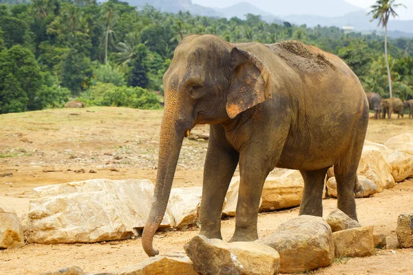 Sri lanka elefant — Stockfoto