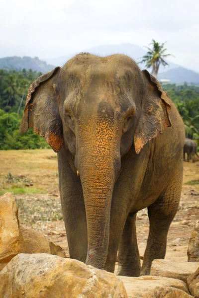 Sri lanka elephant — Stock Photo, Image