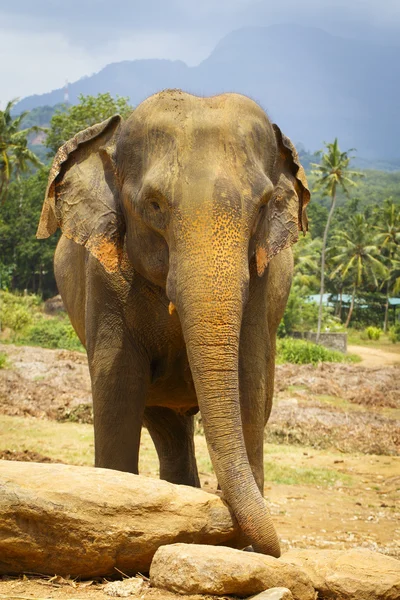 Sri lanka elephant — Stock Photo, Image