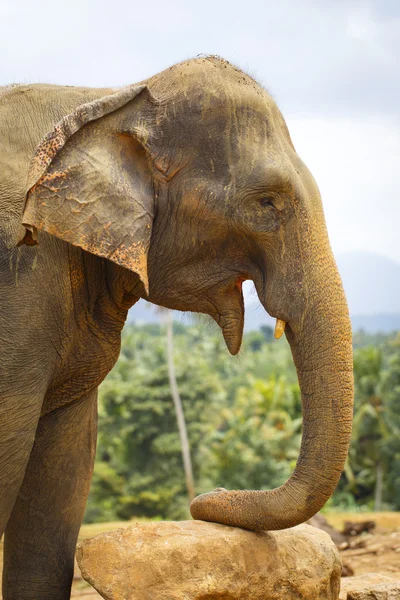 Sri lanka elephant — Stock Photo, Image