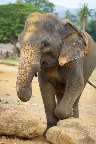 Sri lanka elephant — Stock Photo, Image