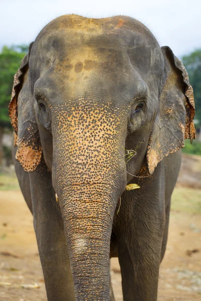 Elefante sri lanka — Foto de Stock