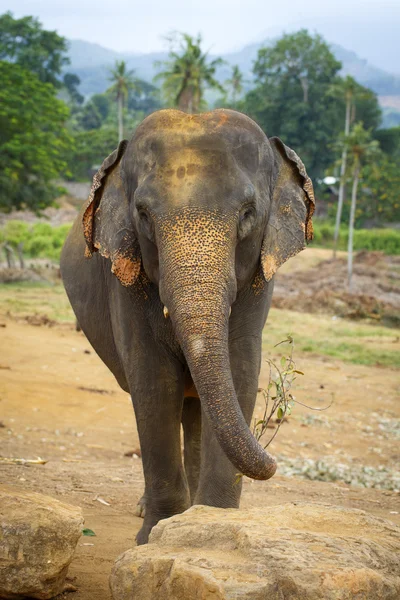 Sri lanka elephant — Stock Photo, Image