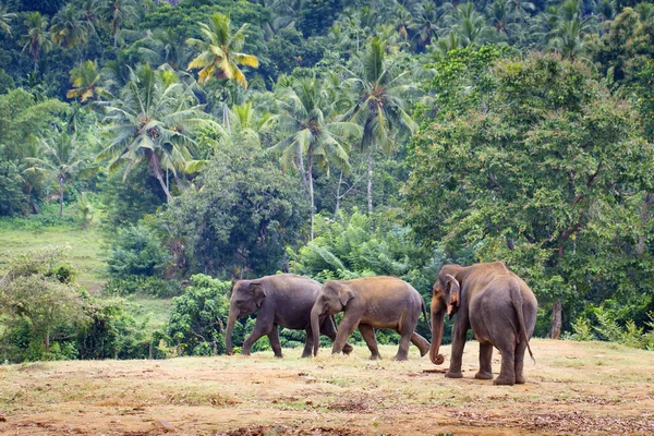 Elefante sri lanka — Foto de Stock