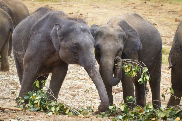 Elefante sri lanka — Foto de Stock