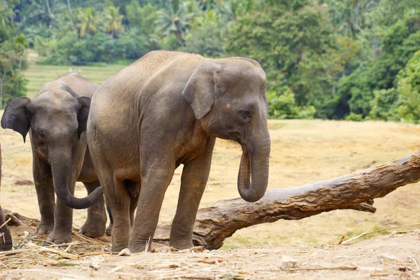 Elefante sri lanka — Foto de Stock