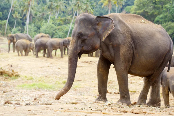 Elefante sri lanka — Foto de Stock