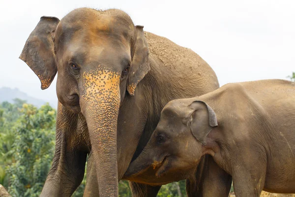 Elefante sri lanka — Foto de Stock