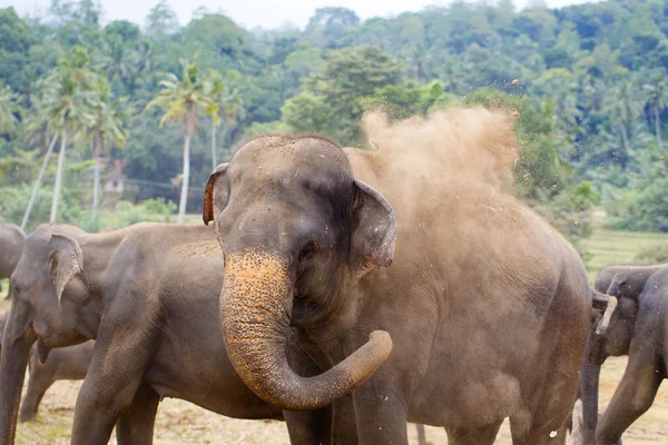 Elefante sri lanka — Foto de Stock