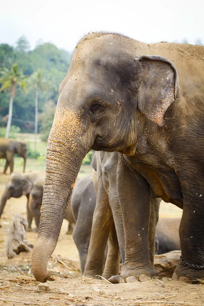 Elefante sri lanka — Foto de Stock