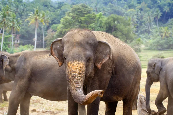 Elefante sri lanka — Foto de Stock