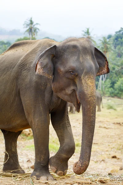 Elefante sri lanka — Foto de Stock