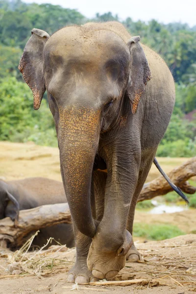 Elefante sri lanka — Foto de Stock