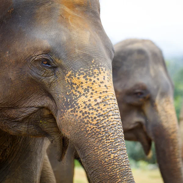 Elefante sri lanka — Foto de Stock