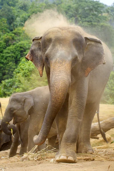 Elefante sri lanka — Foto de Stock