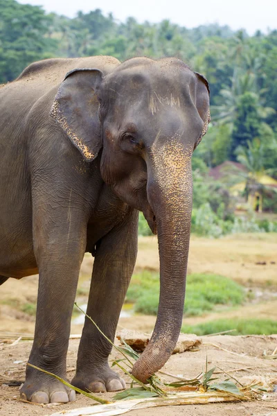 Elefante sri lanka — Foto de Stock