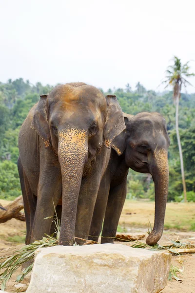 Elefante sri lanka — Foto de Stock