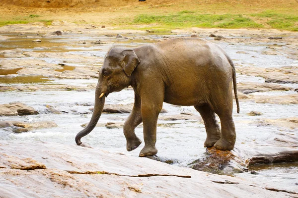 Elefante sri lanka — Foto de Stock