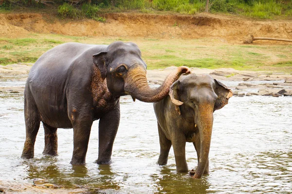 Elefante sri lanka — Foto de Stock