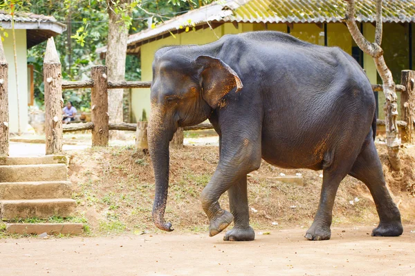 Elefante sri lanka — Foto de Stock