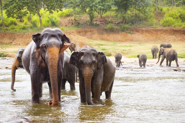 Elefante sri lanka — Foto de Stock