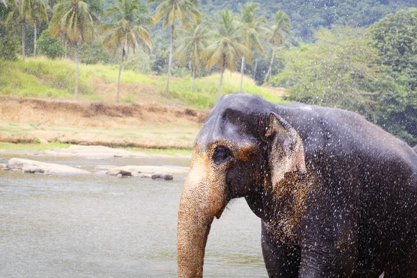 Elefante sri lanka — Foto de Stock