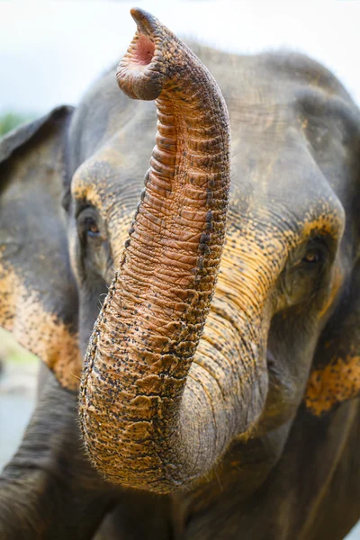 Sri lanka elephant — Stock Photo, Image