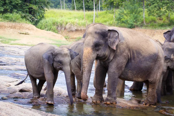 Elefante sri lanka — Foto de Stock