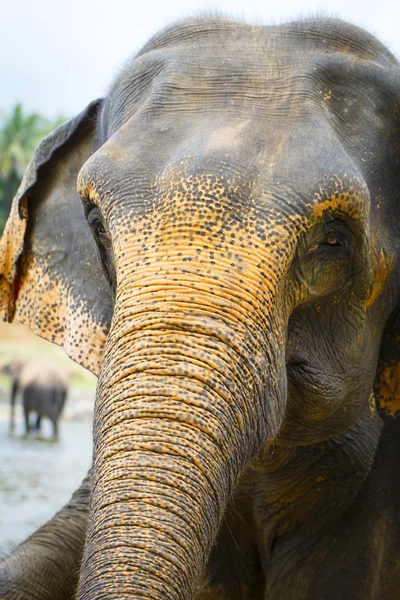 Sri lanka elephant — Stock Photo, Image