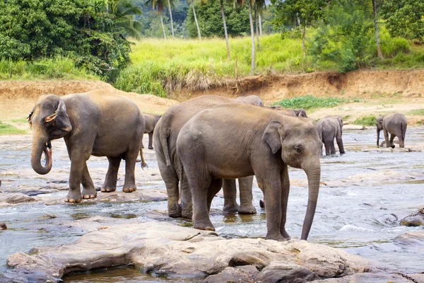 Elefante sri lanka — Foto de Stock