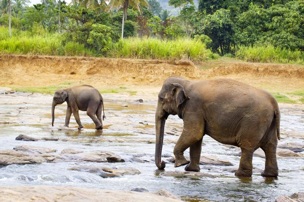 Elefante sri lanka — Foto de Stock