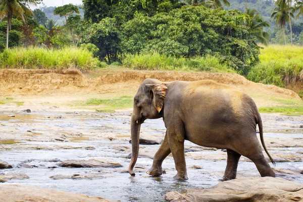 Elefante sri lanka — Foto de Stock