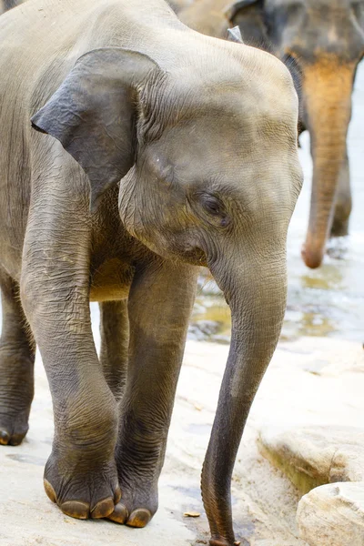 Sri lanka elephant — Stock Photo, Image