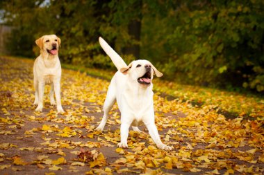 sonbahar labrador retriever köpek
