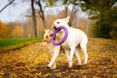 sonbahar labrador retriever köpek