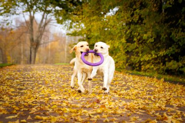 sonbahar labrador retriever köpek
