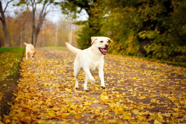 sonbahar labrador retriever köpek