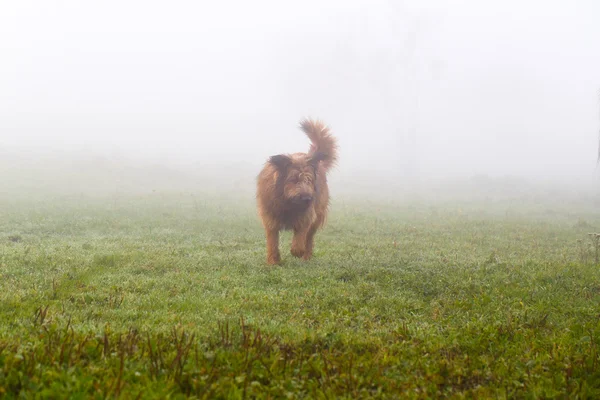 Dog in fog — Stock Photo, Image