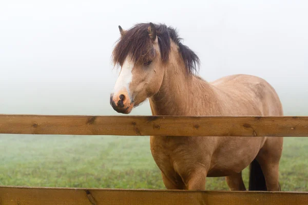 Pferd im Nebel — Stockfoto