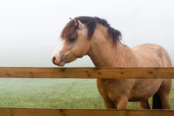 霧の中の馬 — ストック写真