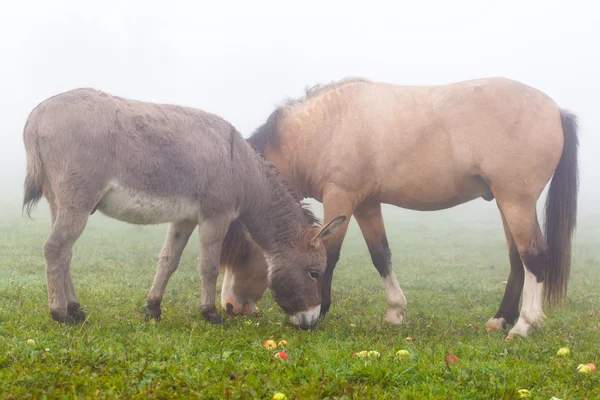 Pferd im Nebel — Stockfoto