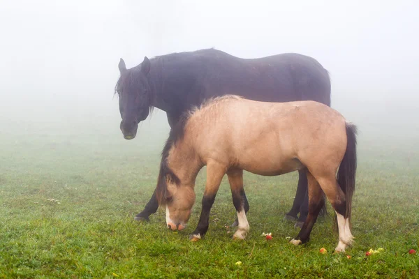 Zwei Pferde im Nebel — Stockfoto