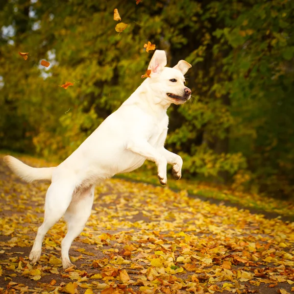 Automne labrador retriever chien — Photo