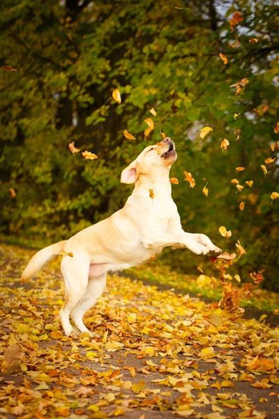 Perro labrador retriever otoño — Foto de Stock