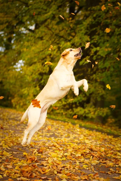 Perro labrador retriever otoño — Foto de Stock