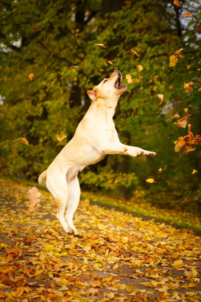 Perro labrador retriever otoño — Foto de Stock