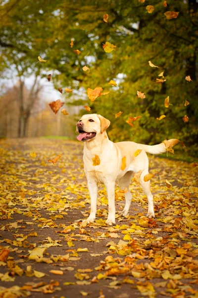 Autumn labrador retriever dog — Stock Photo, Image