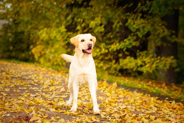 Hösten labrador retriever hund — Stockfoto